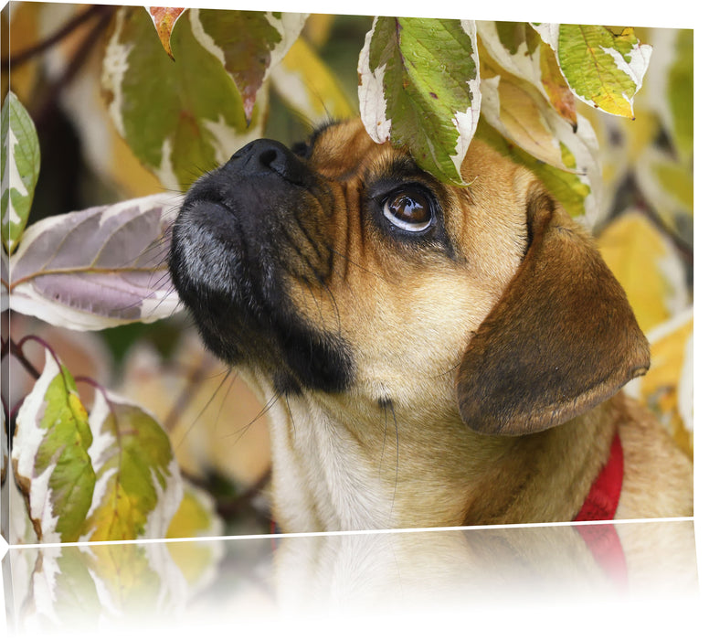 Pixxprint zwischen Blätern Mops, Leinwandbild