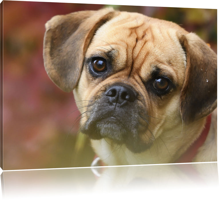 Pixxprint Mops Welpe, Leinwandbild
