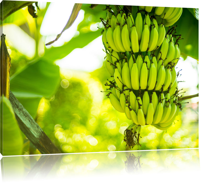 reifende Bananen am Baum Leinwandbild