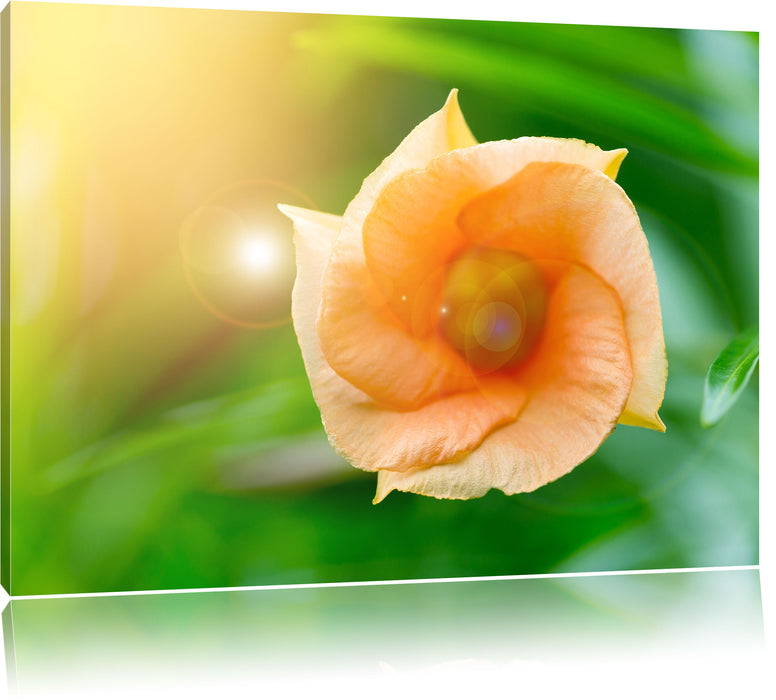 Pixxprint orange Blume im Sonnenlicht, Leinwandbild
