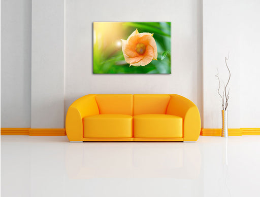 orange Blume im Sonnenlicht Leinwandbild über Sofa