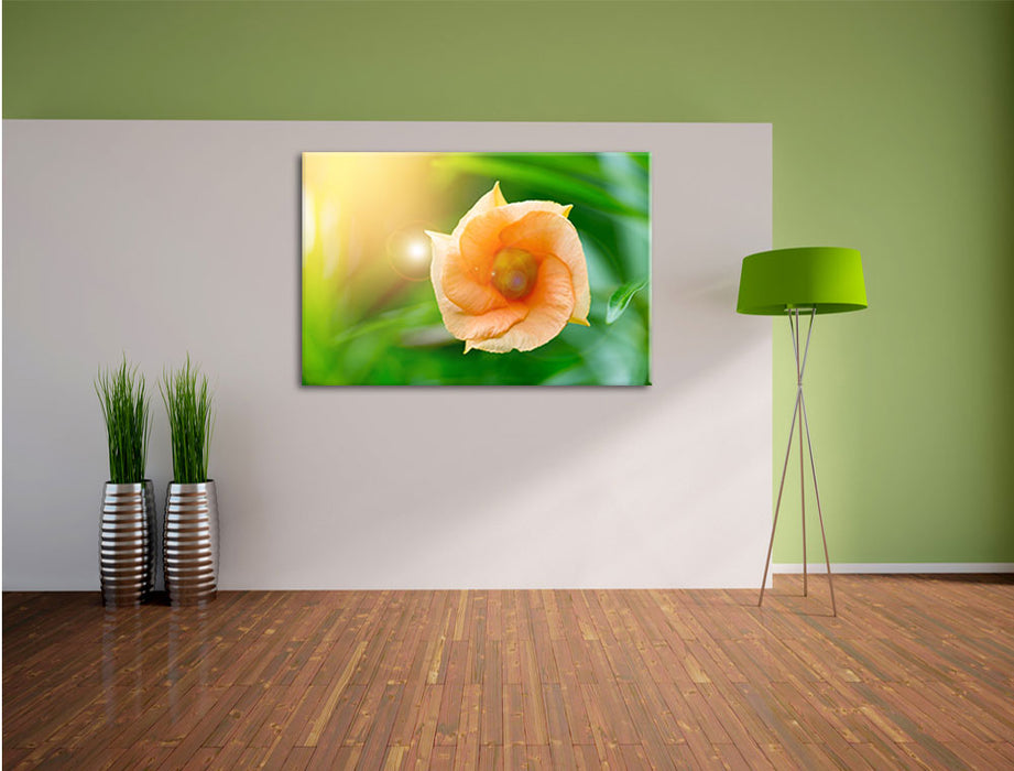 orange Blume im Sonnenlicht Leinwandbild im Flur