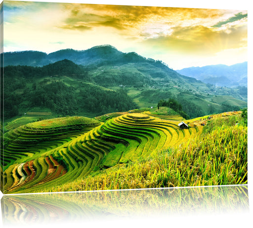 Reisfelder in Vietnam Leinwandbild