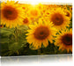 Sonnenblumen auf dem Feld Leinwandbild