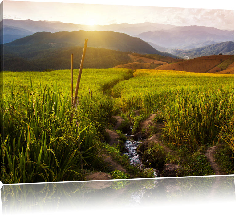 Pixxprint Reisfeld Plantage in Asien, Leinwandbild