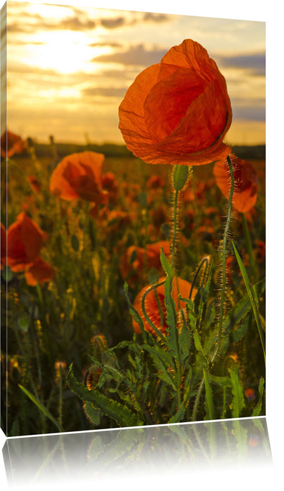 Pixxprint Mohnfeld, Leinwandbild