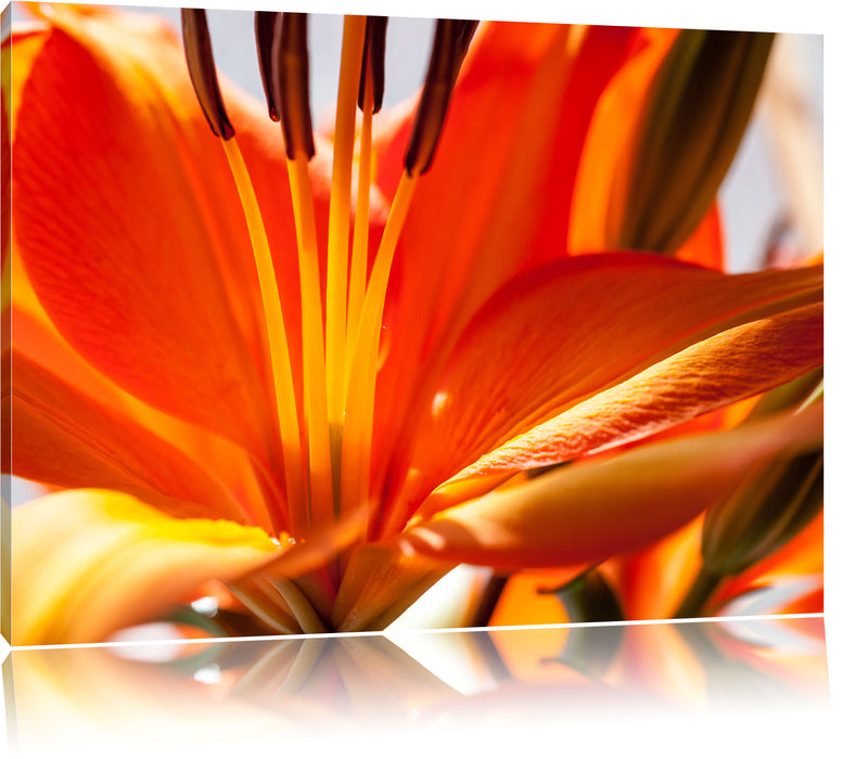 Pixxprint orange Lilie in Nahaufnahme, Leinwandbild