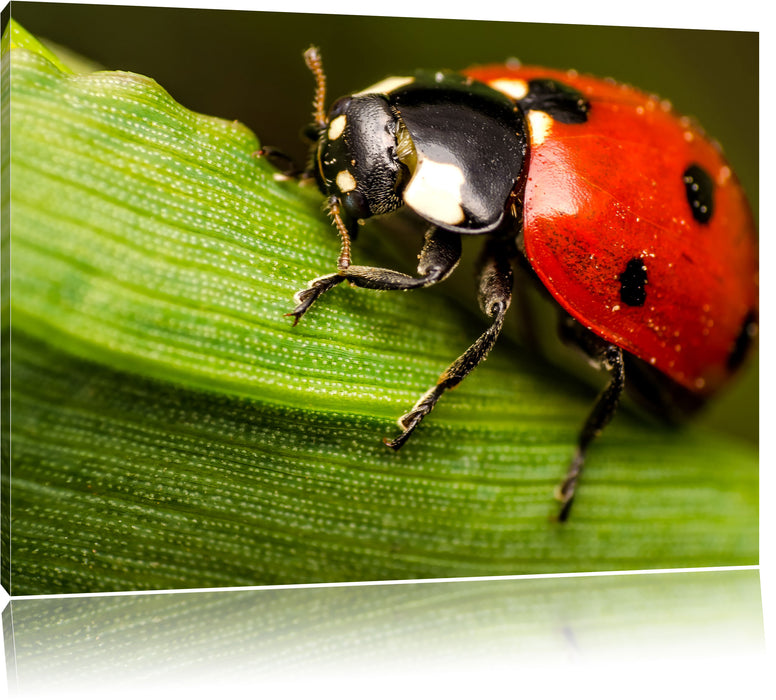 Pixxprint Marienkäfer in Detailaufnahme, Leinwandbild