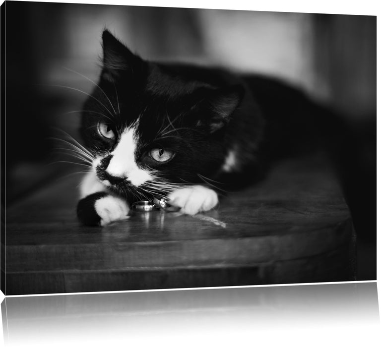 Pixxprint Katze spielt mit Ehering, Leinwandbild