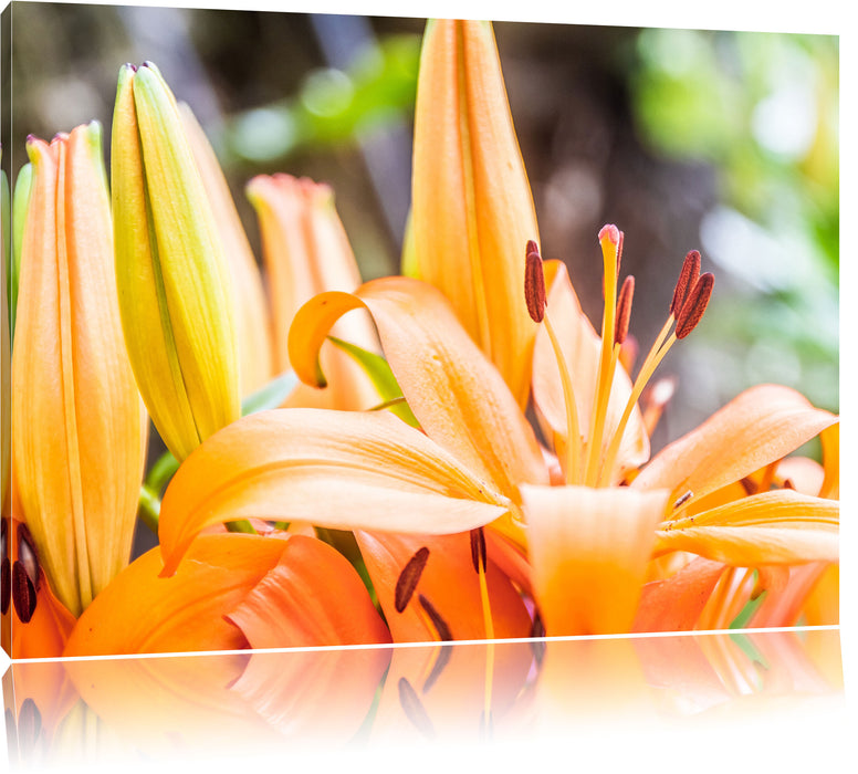 schöne orangene Lilien Leinwandbild