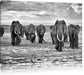 Elefanten Familie in der Savanne Leinwandbild