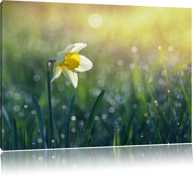 Pixxprint Narzissenblume in der Morgensonne, Leinwandbild