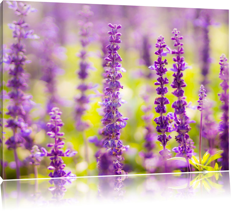 Pixxprint schöne violette Lavendelblüten, Leinwandbild