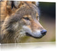 Porträ des europäischen Wolfes Leinwandbild