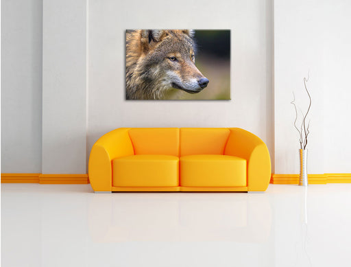 Porträ des europäischen Wolfes Leinwandbild über Sofa