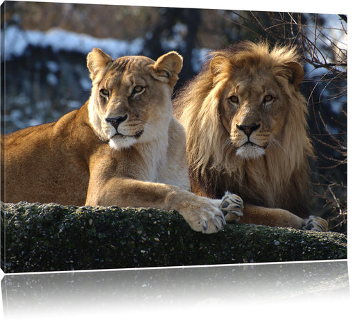 interessiertes Löwenpaar Leinwandbild