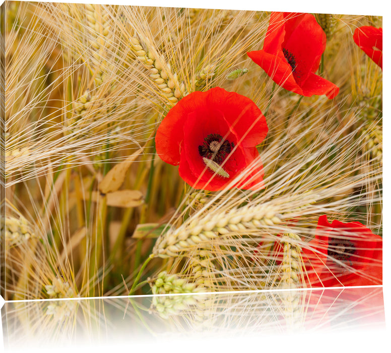 Pixxprint Mohnblumen auf dem Mais-Feld, Leinwandbild