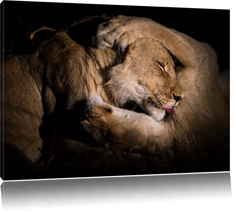 Pixxprint Männer & Frauen Löwe kuscheln, Leinwandbild