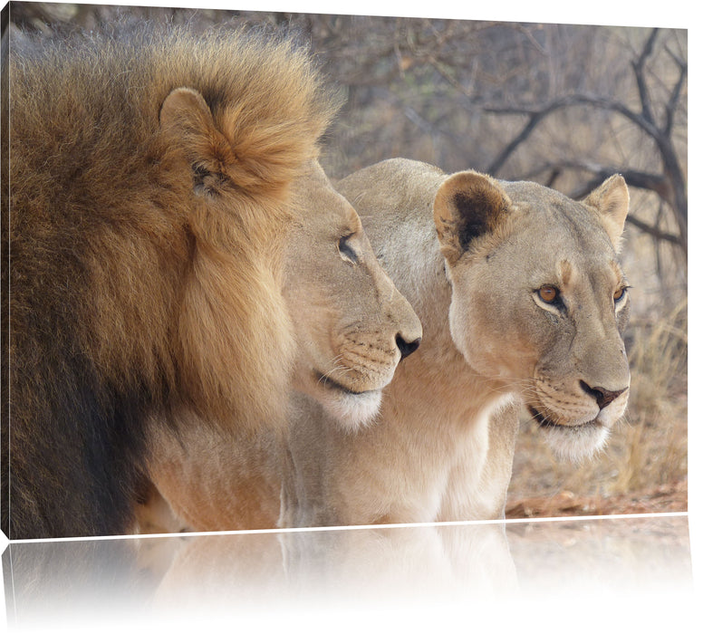 Pixxprint stolzes Löwenpaar, Leinwandbild