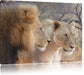 stolzes Löwenpaar Leinwandbild