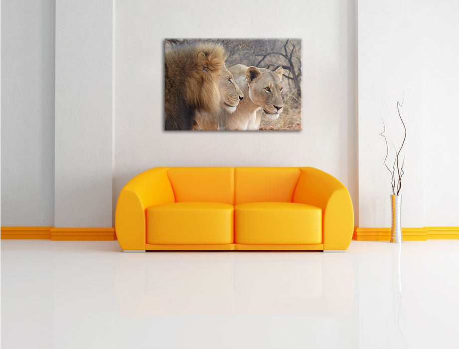 stolzes Löwenpaar Leinwandbild über Sofa