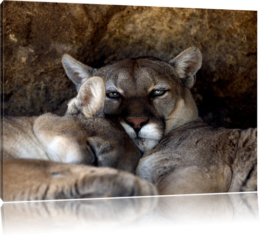 verschlafenes Puma Paar Leinwandbild