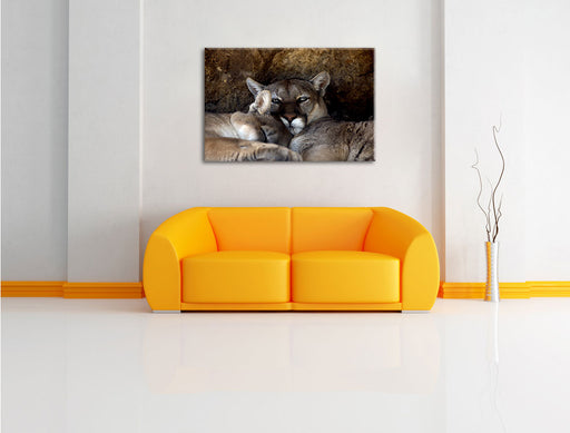 verschlafenes Puma Paar Leinwandbild über Sofa