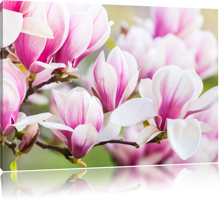 Pixxprint feine rosa farbende Blüte, Leinwandbild