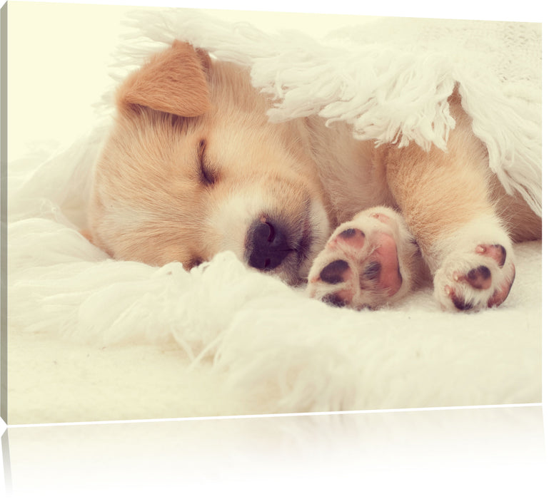 Pixxprint kleiner schlafender Welpe, Leinwandbild