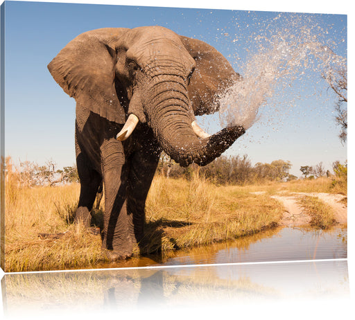 schöner Elefant spritzt mit Wasser Leinwandbild