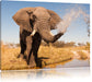 schöner Elefant spritzt mit Wasser Leinwandbild