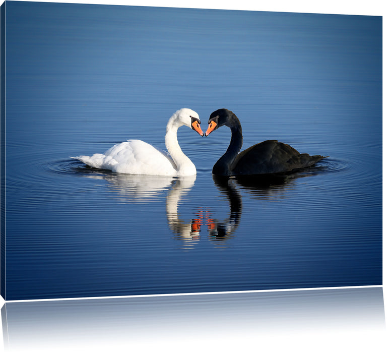 Pixxprint verliebte Schwäne schmusen, Leinwandbild
