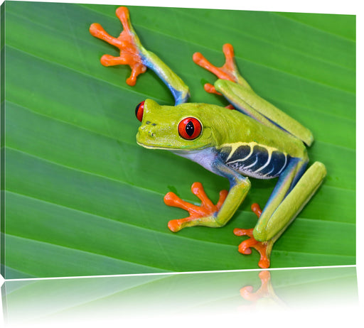 kleiner grüner Frosch auf Blatt Leinwandbild