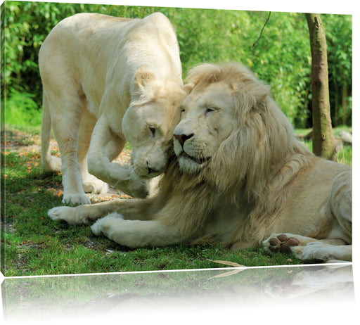 verliebtes Löwenpaar Leinwandbild