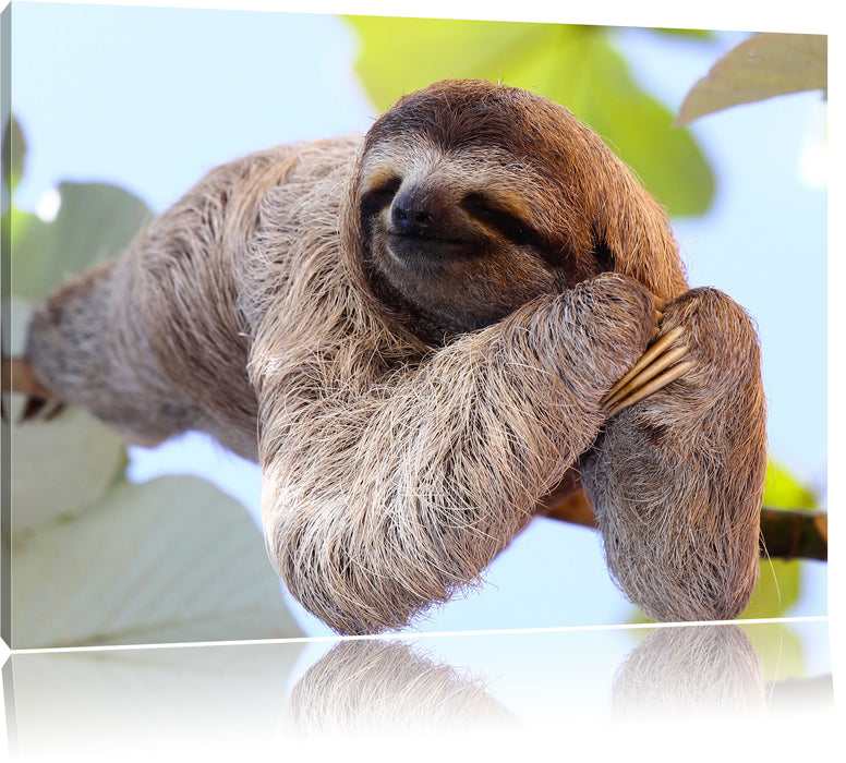 Pixxprint schönes Faultier hängt von Ast, Leinwandbild