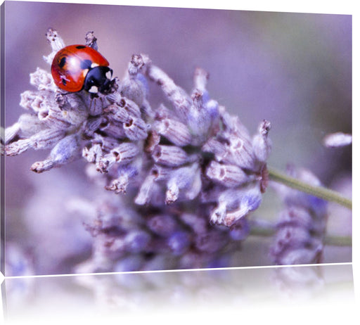 kleiner Marienkäfer auf Lavendel Leinwandbild