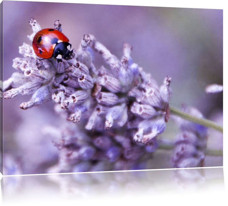 Pixxprint kleiner Marienkäfer auf Lavendel, Leinwandbild