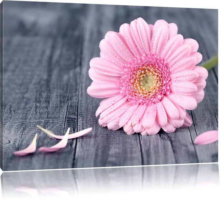Pixxprint pinke Gerbera auf rustikalem Boden, Leinwandbild