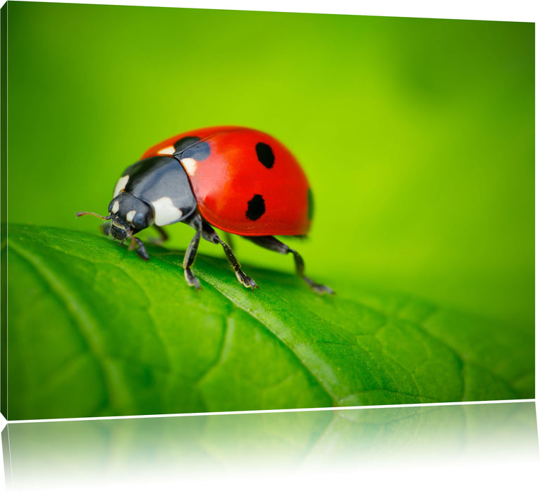 Pixxprint Marienkäfer auf Blatt, Leinwandbild