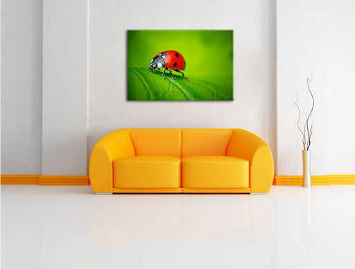 Marienkäfer auf Blatt Leinwandbild über Sofa