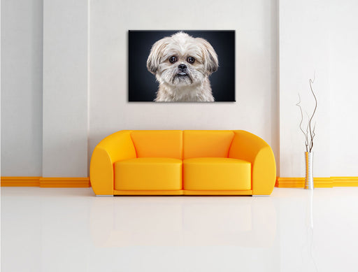 lustiger kleiner Hund Leinwandbild über Sofa