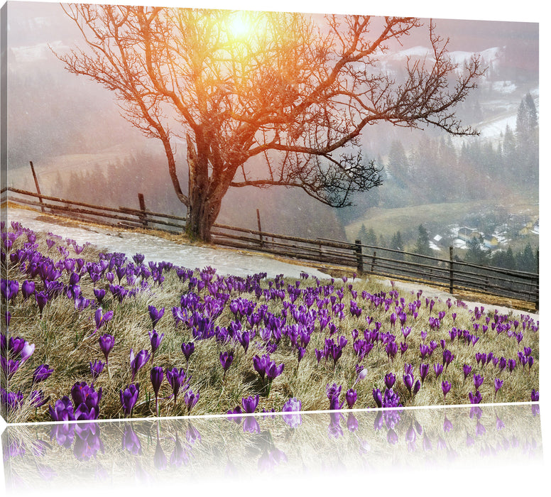 Pixxprint Krokusswiese in Gebirge, Leinwandbild