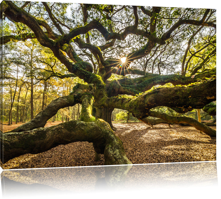 Pixxprint gigantisch verzweigter Baum, Leinwandbild