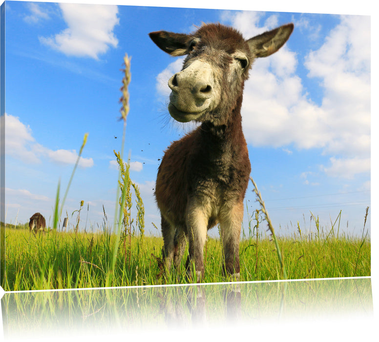 Pixxprint Esel in einem Feld, Leinwandbild