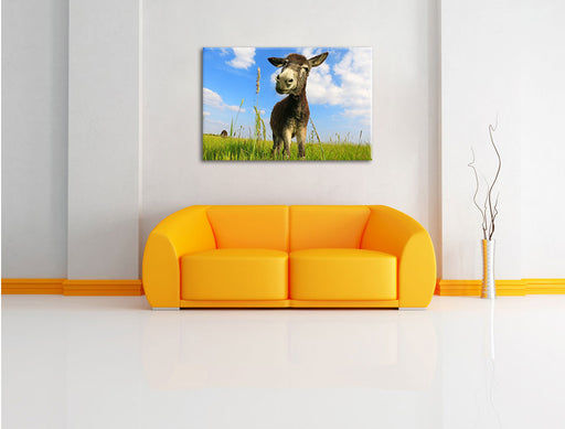 Esel in einem Feld Leinwandbild über Sofa