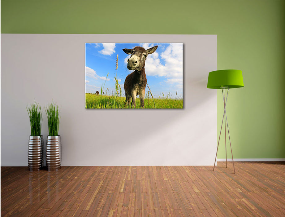 Esel in einem Feld Leinwandbild im Flur