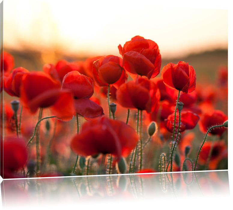 Pixxprint Feuriger Mohn, Leinwandbild