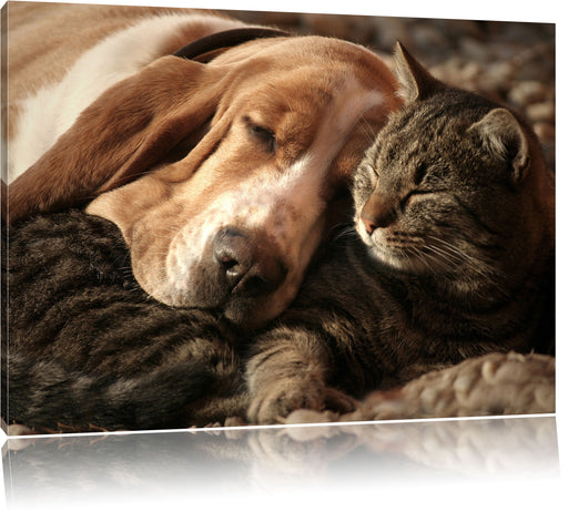 Katze und Hund kuschelnd Leinwandbild