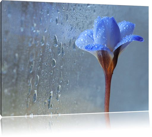 Frühlingsblume mit Tau Leinwandbild