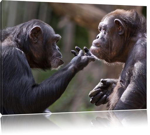 Schimpansen Freundschaft Leinwandbild